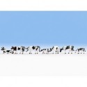 NOCH 45721 - Kühe, schwarz-weiß